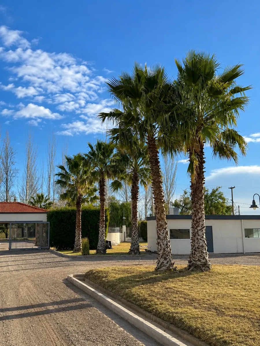 Palmeras en el ingreso