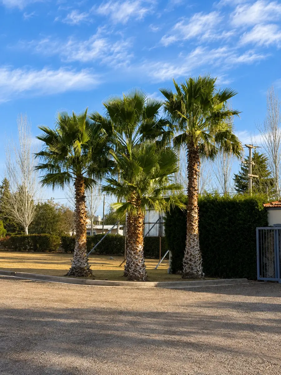 Grupo de palmeras con cielo azul