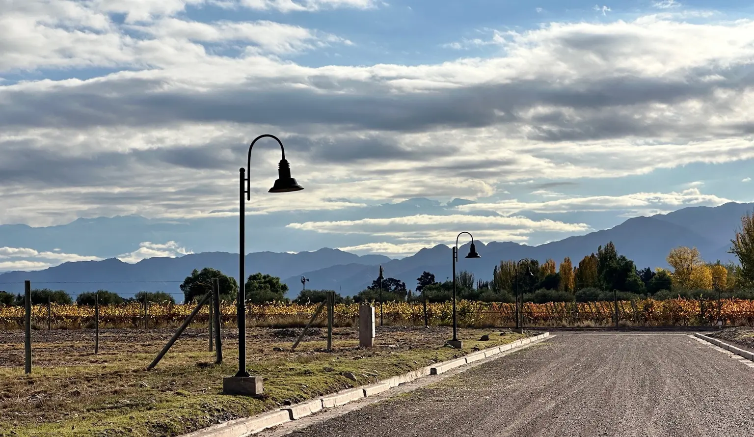 Viñedos en otoño con luminarias y montañas